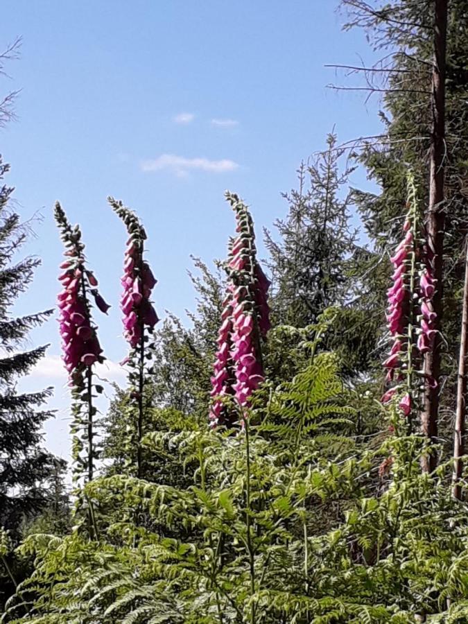 Ferienwohnung Haus Finkbeiner Kniebis Esterno foto